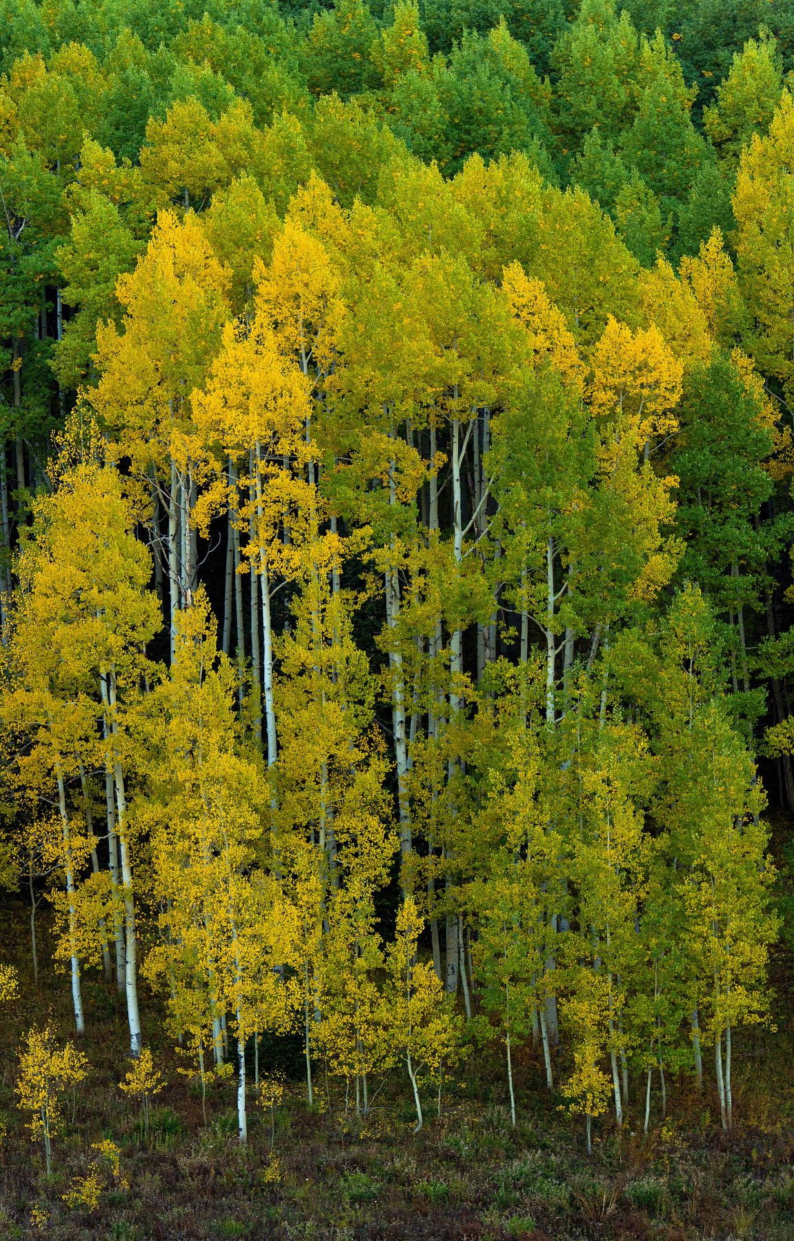 09_24_19 crested butte1399.jpg